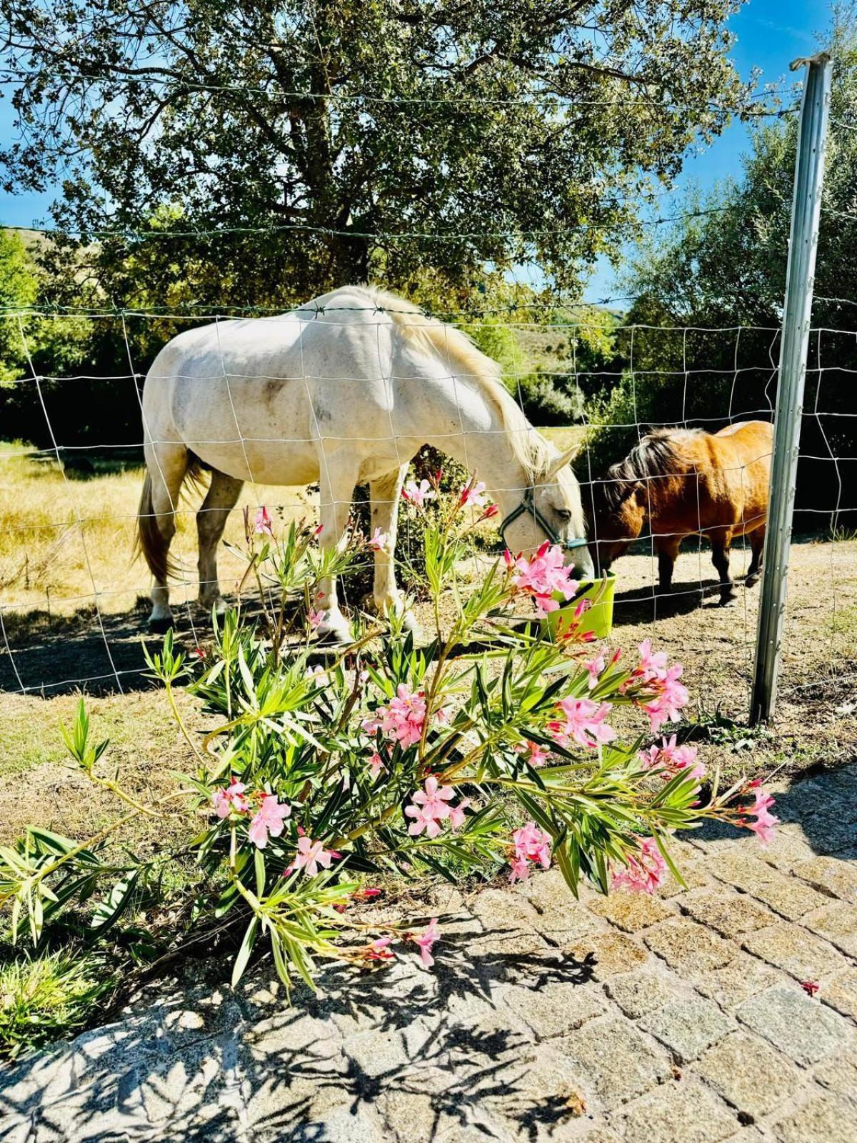 Quinta Vale Da Prata Séjour à la ferme